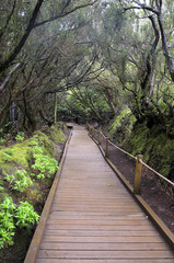 Laurel forest. Anaga.Tenerife
