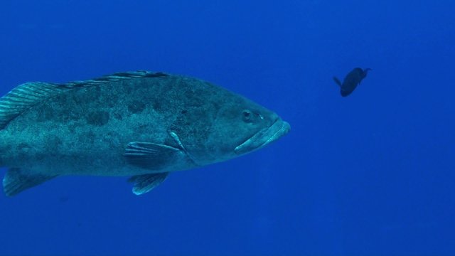 Potato cod in the blue