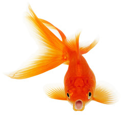 Gold Fish on White Background
