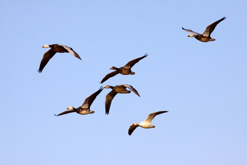Blue Snow Geese