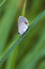 Gray Hairstreak Butterfly on grass stem with dew