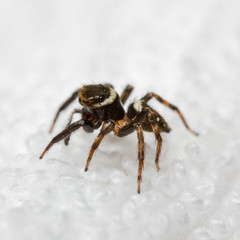 Hasarius Adansoni jumping spider