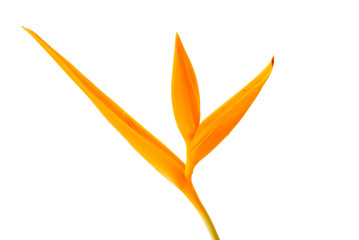 Yellow Orchid on the white background