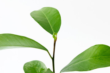 Leaf and water drop on the white background