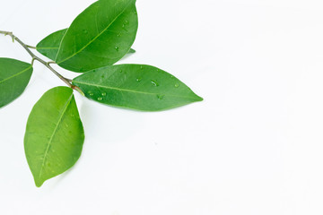 Leaf and water drop on the white background