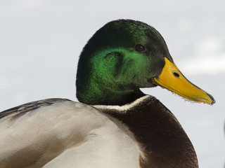 Resting Mallard