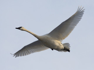 Trumpeter Swan