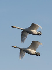 Fototapeta premium Pair of Swans
