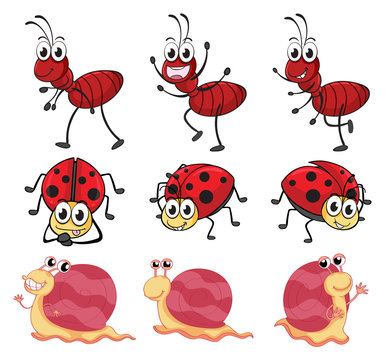 A snail, a ladybug and an ant