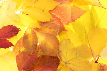 bright autumn leaves, close up