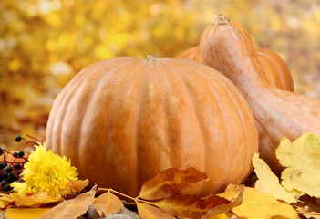 Naklejka na ściany i meble pumpkins and autumn leaves, on yellow background