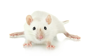 funny little rat, isolated on white