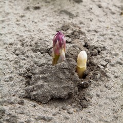 Spargel