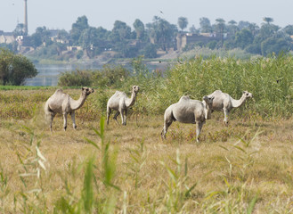 Dromedary camels in a meadow on riverbank