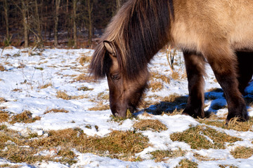 pony graze grass on winter pasture