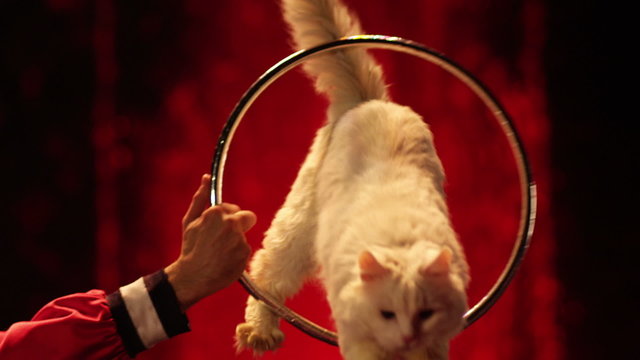 Cat jumps into the ring in circus.