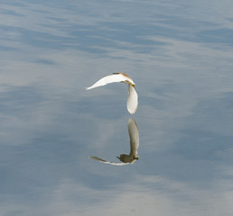 Squacco heron in flight over water
