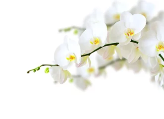 Foto op Plexiglas Orchidee orchidee