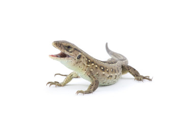 lizard
