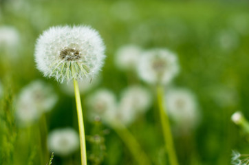 dandelions