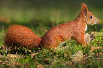 Eichhörnchen © Alexander Erdbeer