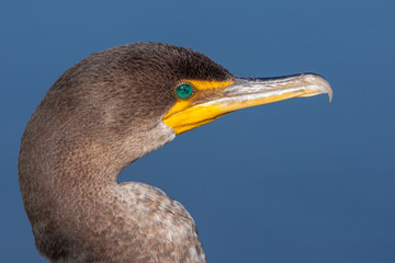 Double Crested Cormorant Portrait