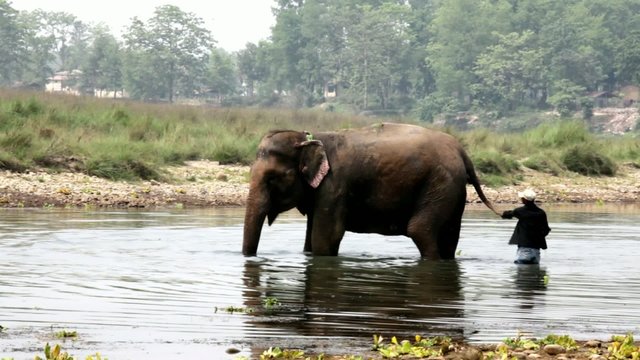 Bathing elephant in Nepal