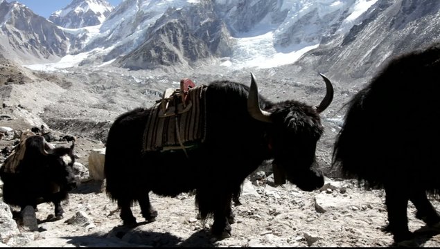 yak caravan in Everest Base Camp,Nepal