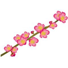 梅、春、花、ピンク