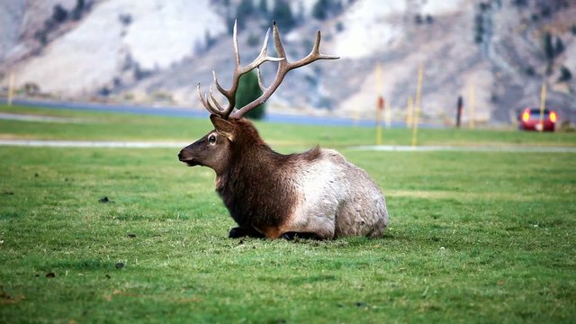 Elk in Yellowstone National Park