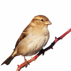 Sparrow isolated on white background