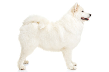 Samoyed dog