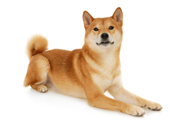 Japanese Shiba Inu dog