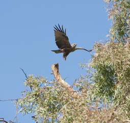 Black kite flying over a tree