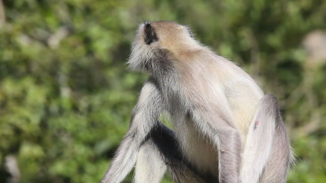 Sitting gray langur.