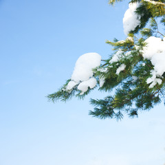 Branch with snow