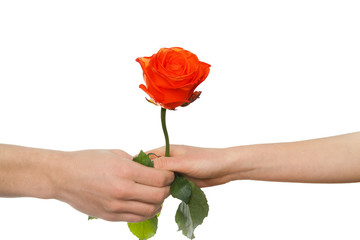 man's hand giving red rose to a woman