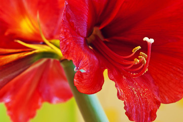 Amaryllis