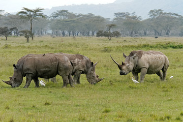Obraz premium Nakuru lake rhinos