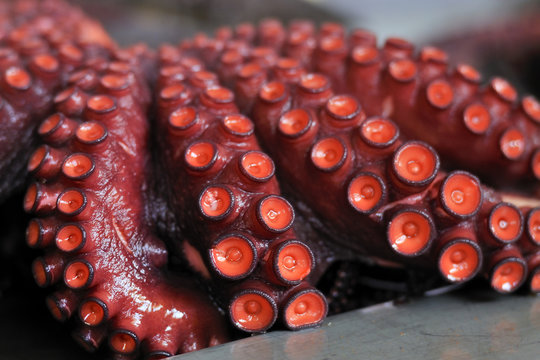 Pulpo cocido para preparaci&oacute;n estilo "feira" en Galicia