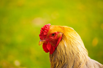 rooster in a field