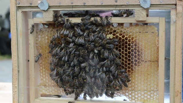 hand show honey comb bee mother family