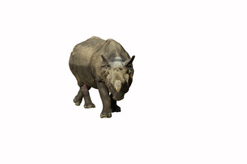 Fototapeta premium rhinoceros on white background