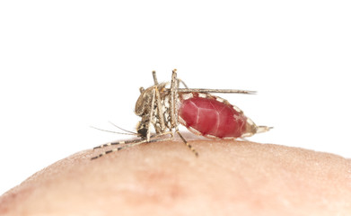 Mosquito sucking blood, macro photo with copy space