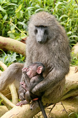 Nakuru lake yellow baboon