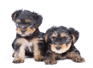 Cute Yorkshire terrier puppy's over white