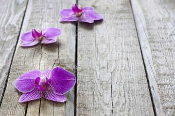 Orchid on wooden boards spa cosmetic abstract vintage background