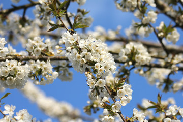 Kirschbaumblüten