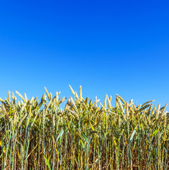 corn field under blue sky