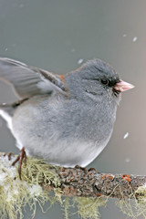Dark-eyed Junco (Junco hyemalis)